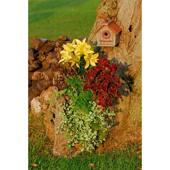 Organic Lilium Plant